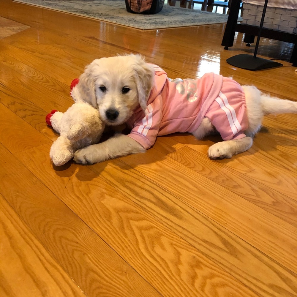 Adidog workout sweatshirt - Picture 2 of 4